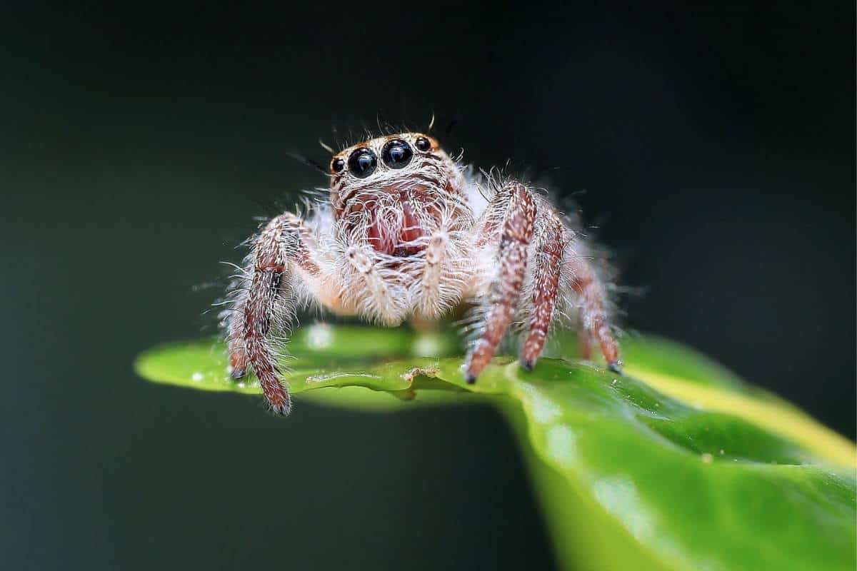 Прыгающий паук фото Where Do Spiders Go in the Winter? - Wildlife Informer