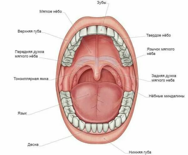 Прыщ на небе во рту фото Ротовая полость nel 2024 Vocabolario