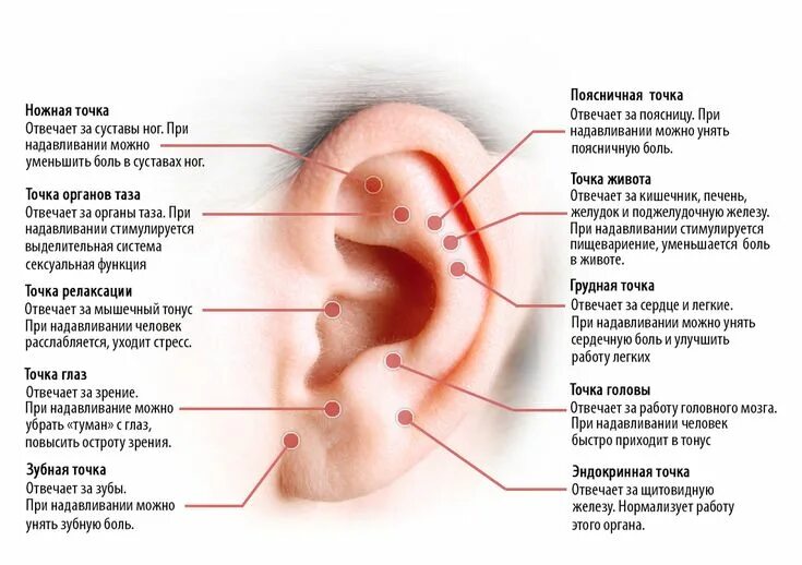 Прыщ в ухе фото 穿 刺 耳 用 軟 膏. 銃 を 持 つ 子 供 の た め の 耳 を 穿 刺 す る Уши, Акупрессура, Биологически акти
