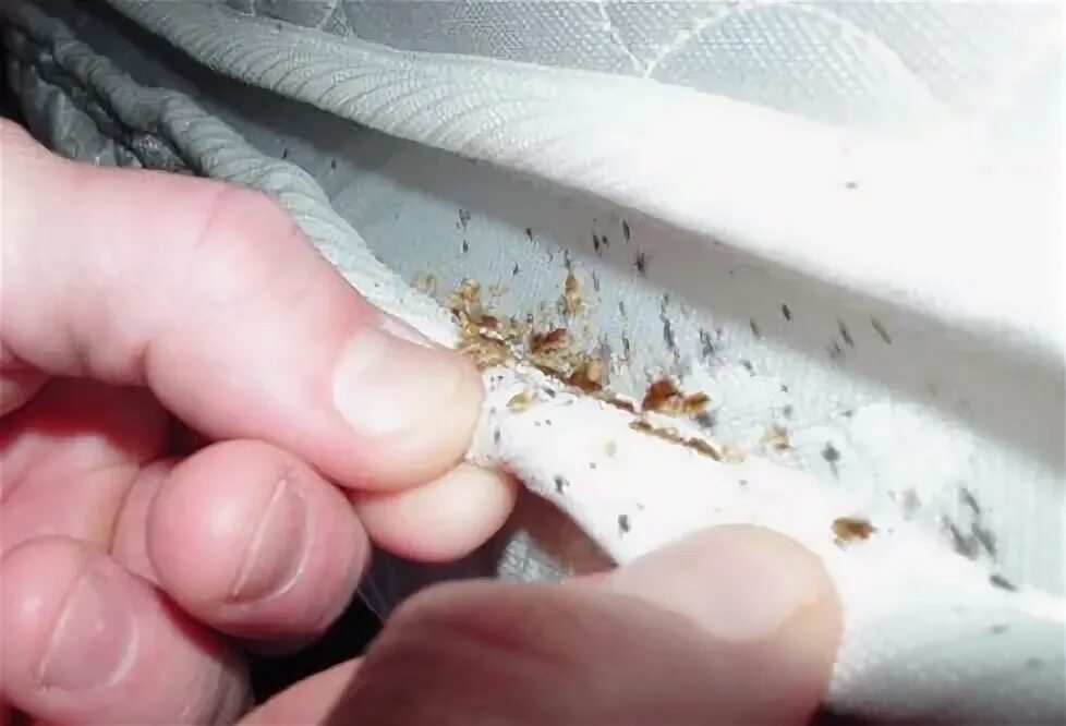 Прыщи от укуса клопа фото 10 Ways To Get Rid Of Bed Bugs In A Mattress Насекомые