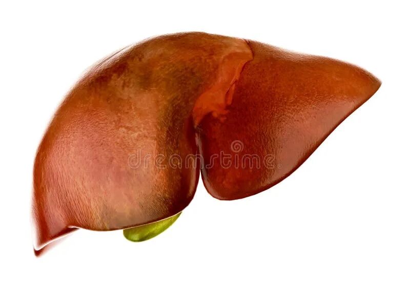 Прыщи печень фото The human liver stock illustration. Illustration of protein - 39789509