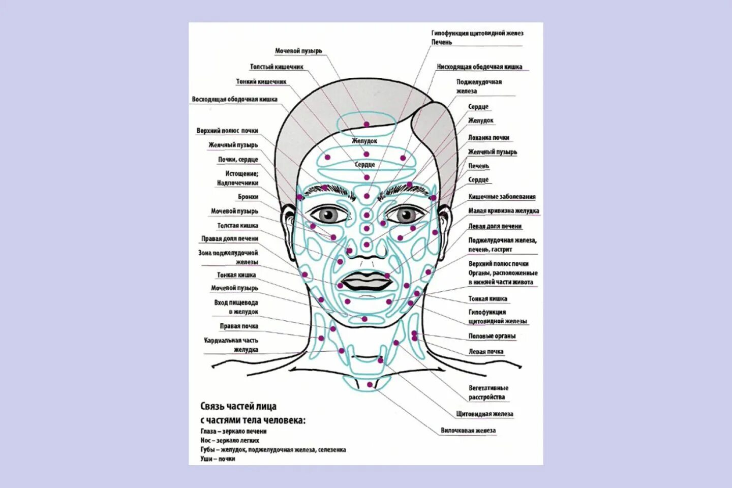 Прыщи схема расположения на лице Что такое карта прыщей и можно ли по ней выявить болезни внутренних органов - VC