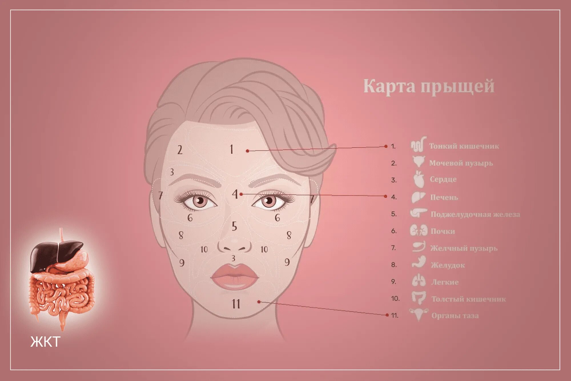 Прыщи схема расположения на лице Как состояние желудочно-кишечного тракта влияет на состояние кожи Стимбифид Плюс