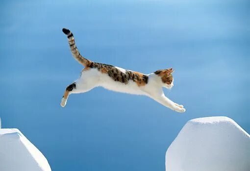 Прыжок кошки фото Aegean Islands Cats Beautiful cats, Cats and kittens, Jumping cat