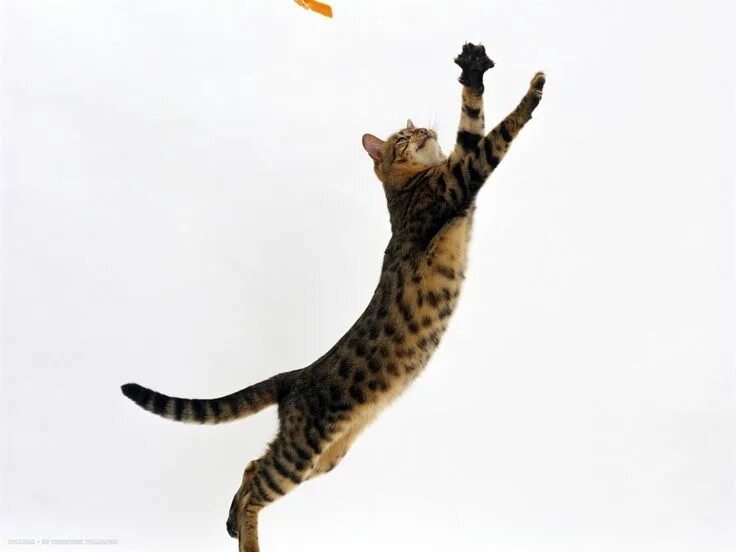 Прыжок кошки фото Image result for leaping cat white Cats, Domestic cat, Bengal