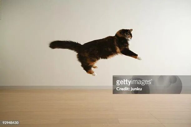 Прыжок кошки фото 737 Cat Agility Stock Photos, High-Res Pictures, and Images - Getty Images