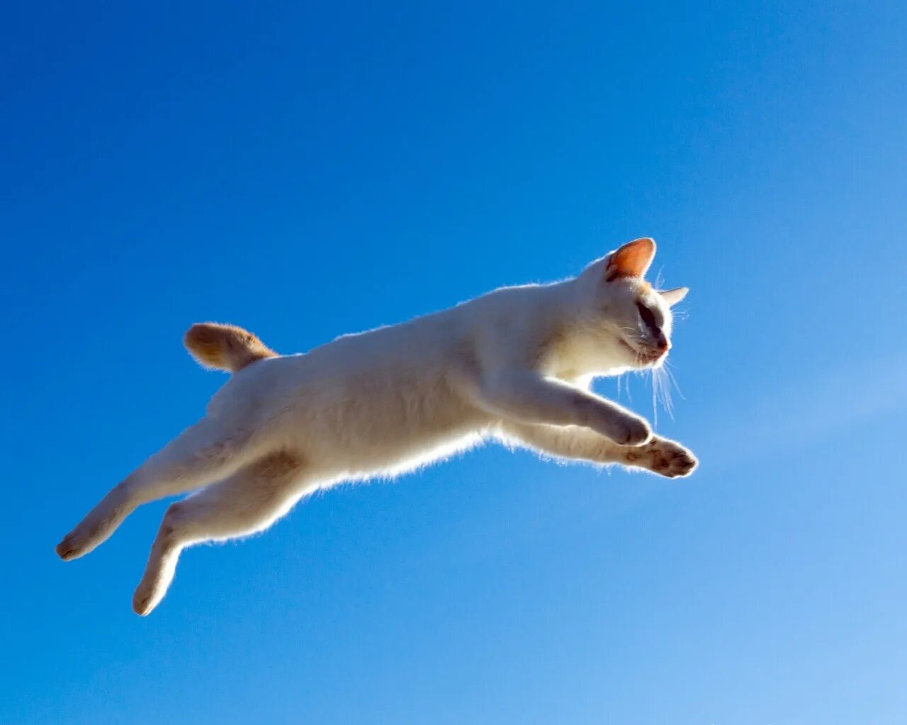 Прыжок кошки фото Download wallpaper cat, cat, jump, flight, section cats in resolution 1280x1024