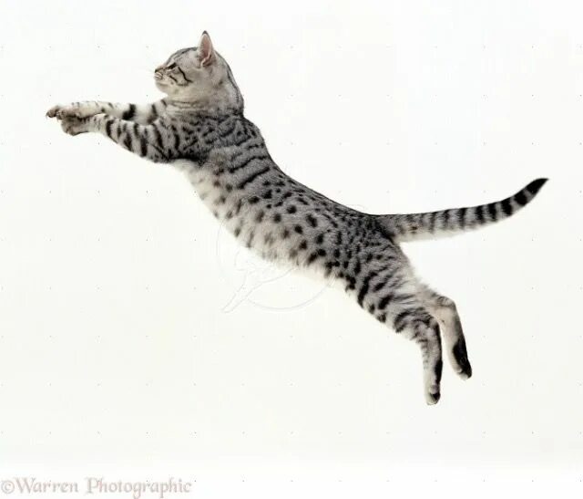 Прыжок кошки фото Pin on Cat Poses :3 Silver tabby cat, Cat pose, Jumping cat