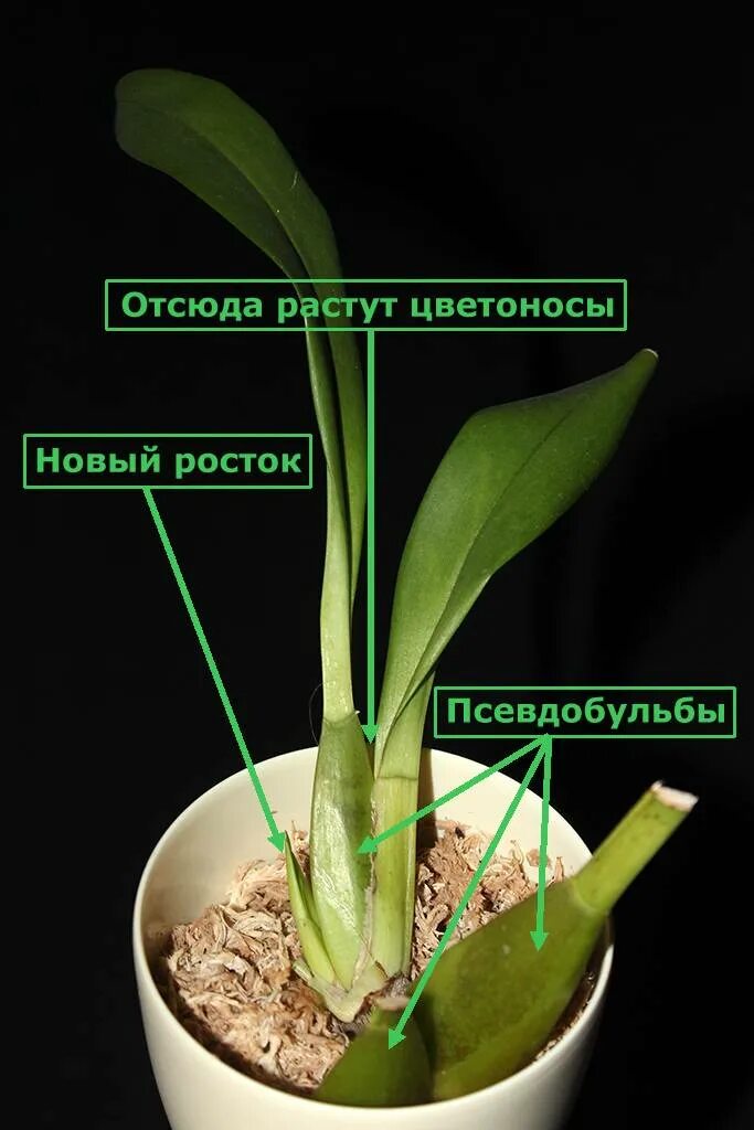 Псевдобульба у орхидеи фото Как вырастить ровные псевдобульбы у орхидеи