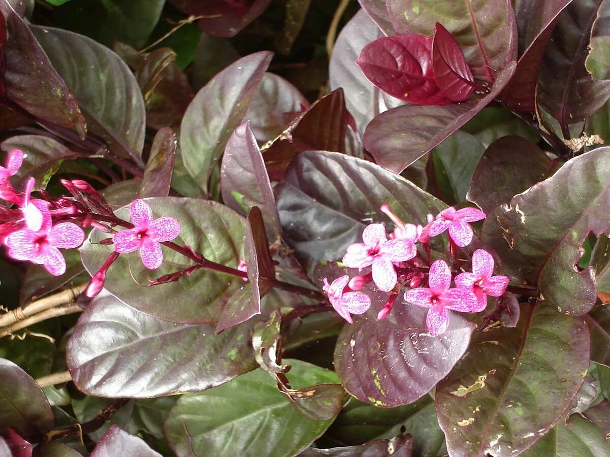 Псевдоэрантемум багряный фото и уход в домашних Файл:Pseuderanthemum carruthersii atropurpureum.jpg - Википедия