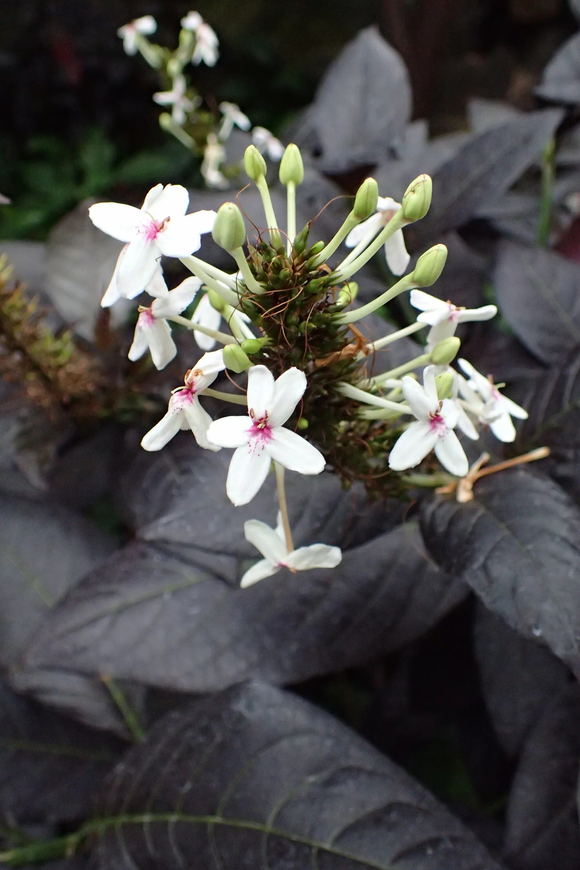 Псевдоэрантемум фото в домашних условиях File:Pseuderanthemum tunicatum kz6.jpg - Wikimedia Commons