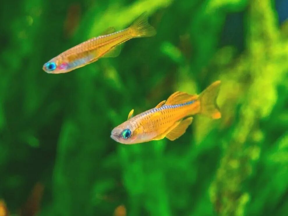 Псевдомугил паскай рыбка аквариумная фото и описание Red Neon Blue Eye Rainbowfish (Pseudomugil luminatus) - Tank-Bred! in 2020 Tropi