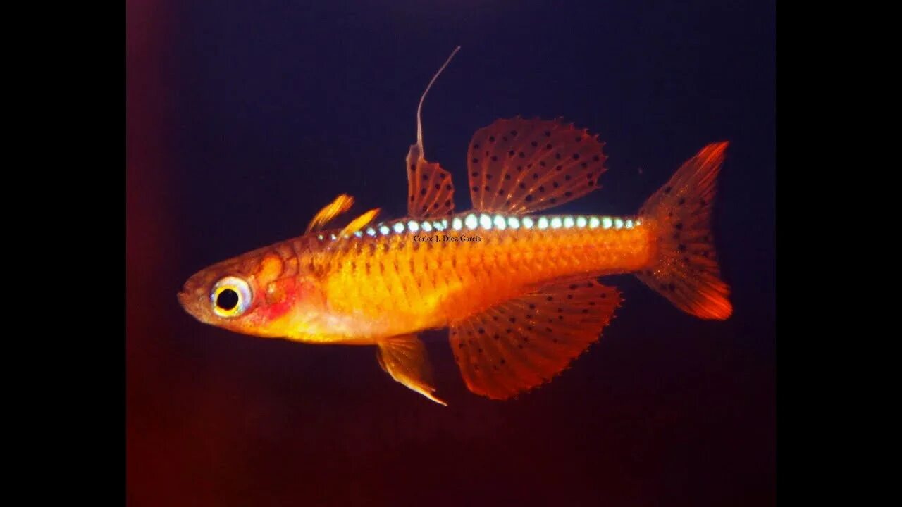 Псевдомугил паскай рыбка аквариумная фото и описание Pseudomugil luminatus (ex paskai) "Red Neon" - Fighters from birth ᴴᴰ - YouTube