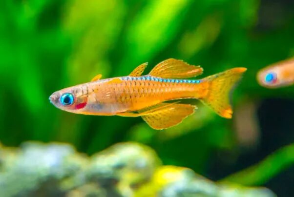 Псевдомугил паскай рыбка аквариумная фото и описание 4.5.1. General Hardness GH in the Aquarium