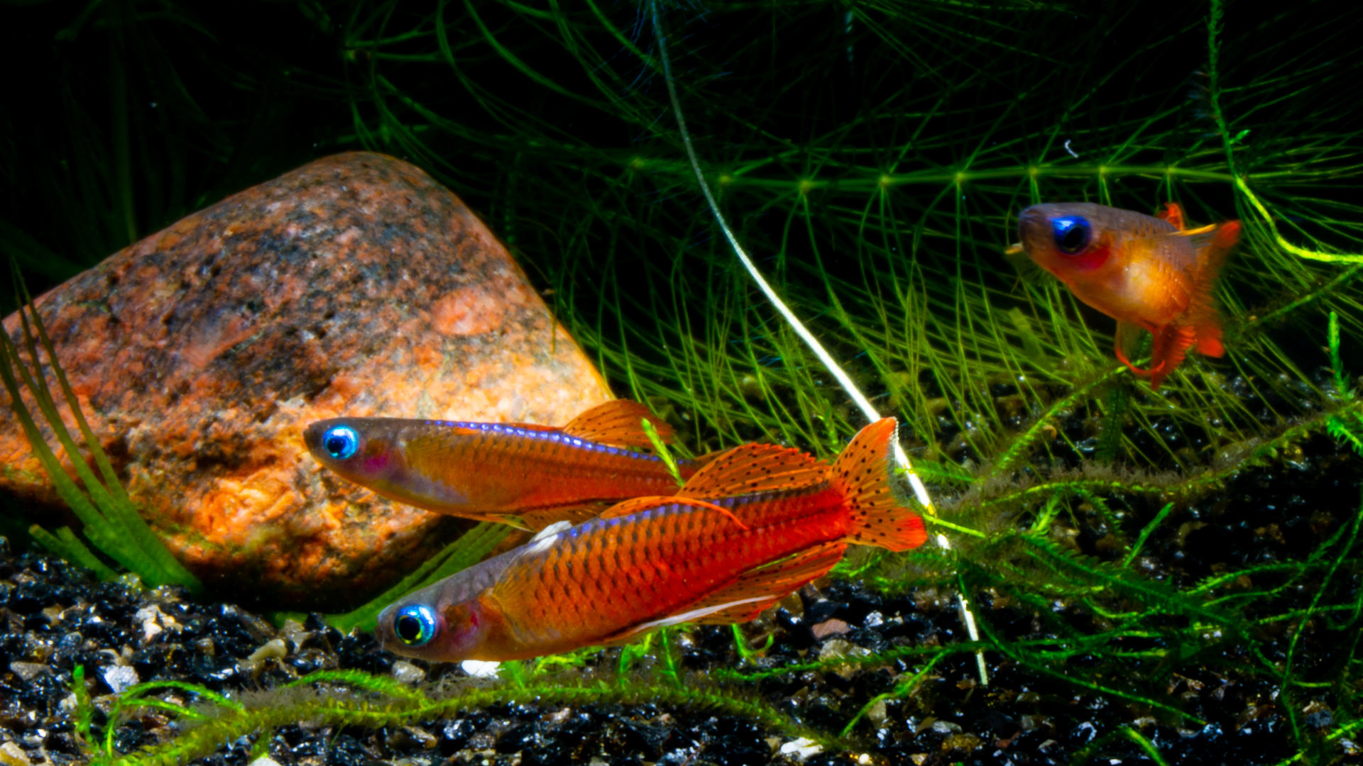 Псевдомугил паскай рыбка аквариумная фото и описание Red Neon Blue Eye - Pseudomugil Luminatus - Video