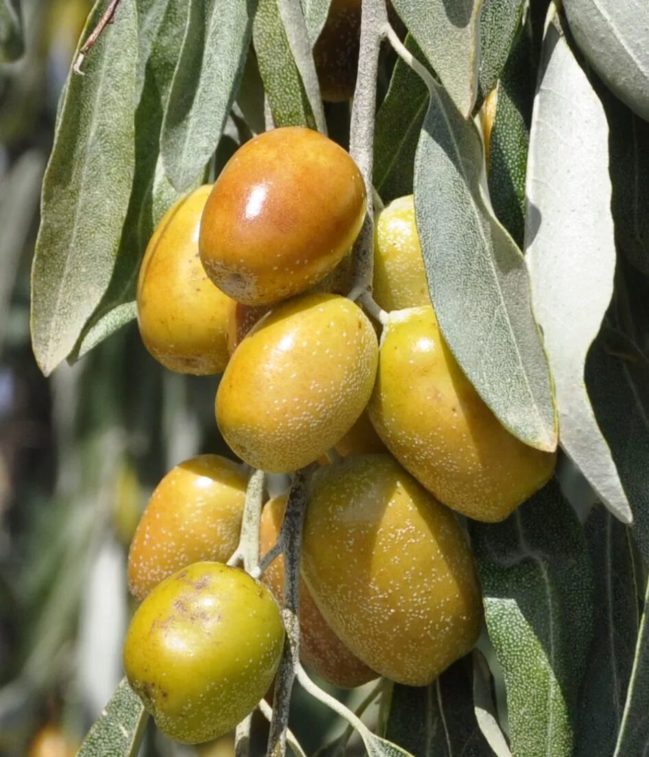 Пшат армянская ягода фото Elaeagnus littoralis - Image of an specimen - Plantarium