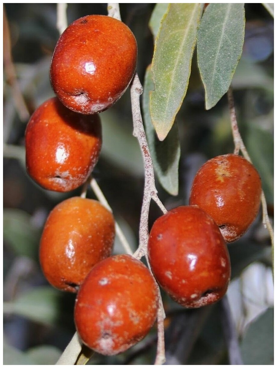 Пшат армянская ягода фото Семена Лох узколистный (восточный) / Elaeagnus angustifolia, 20 штук - купить в 