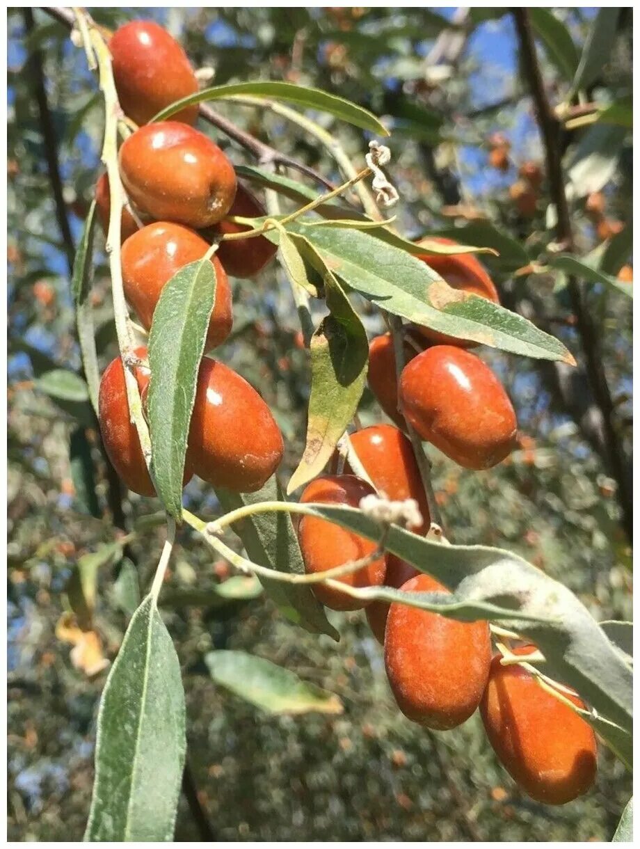 Пшат армянская ягода фото Семена Лох узколистный (Elaeagnus angustifolia), 20 штук - купить в интернет-маг