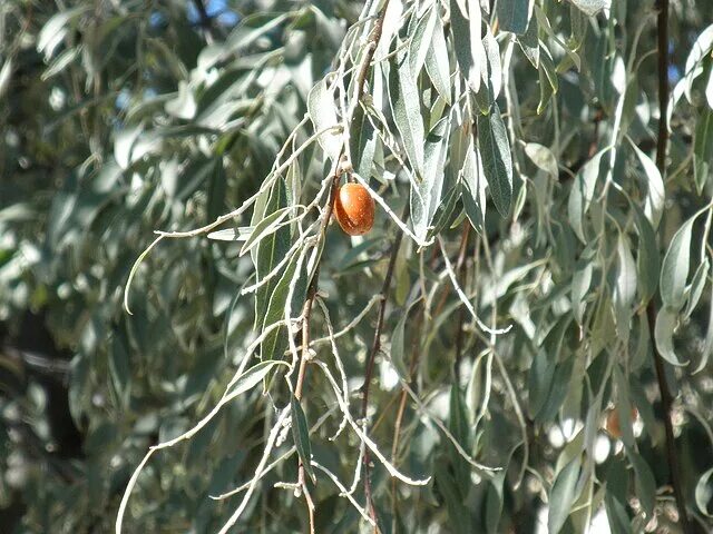 Пшата ягода фото File:Elaeagnus angustifolia Fruto 2010-10-26 ArboretoParqueElPilarCiudadReal.jpg