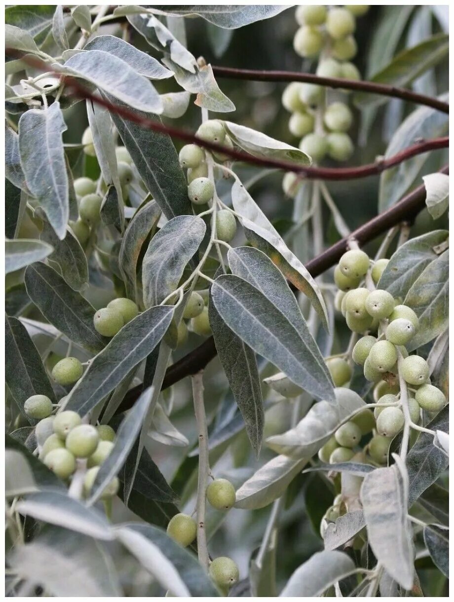 Пшата ягода фото и описание Семена Лох узколистный (восточный) / Пшат / Elaeagnus angustifolia (orientalis),