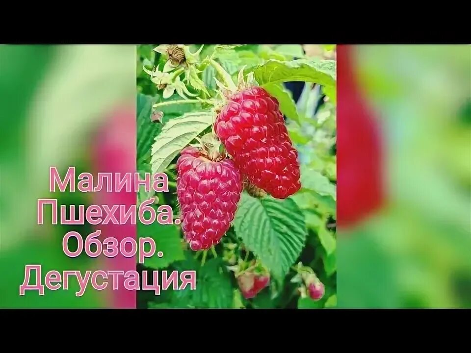 Пшехиба малина описание сорта фото отзывы сроки Малина сорт "Пшехиба". Обзор - YouTube