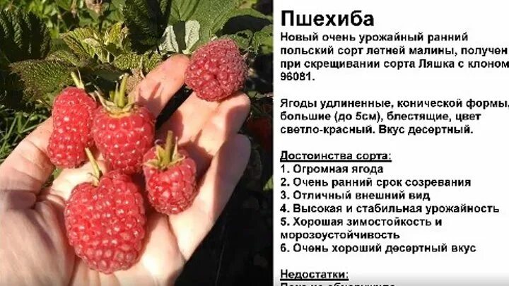 Пшехиба описание сорта фото отзывы купить малина Смотрите видео "Летний сорт малины Пшехиба в 2018 г - это надо видеть!" в ОК. Пл