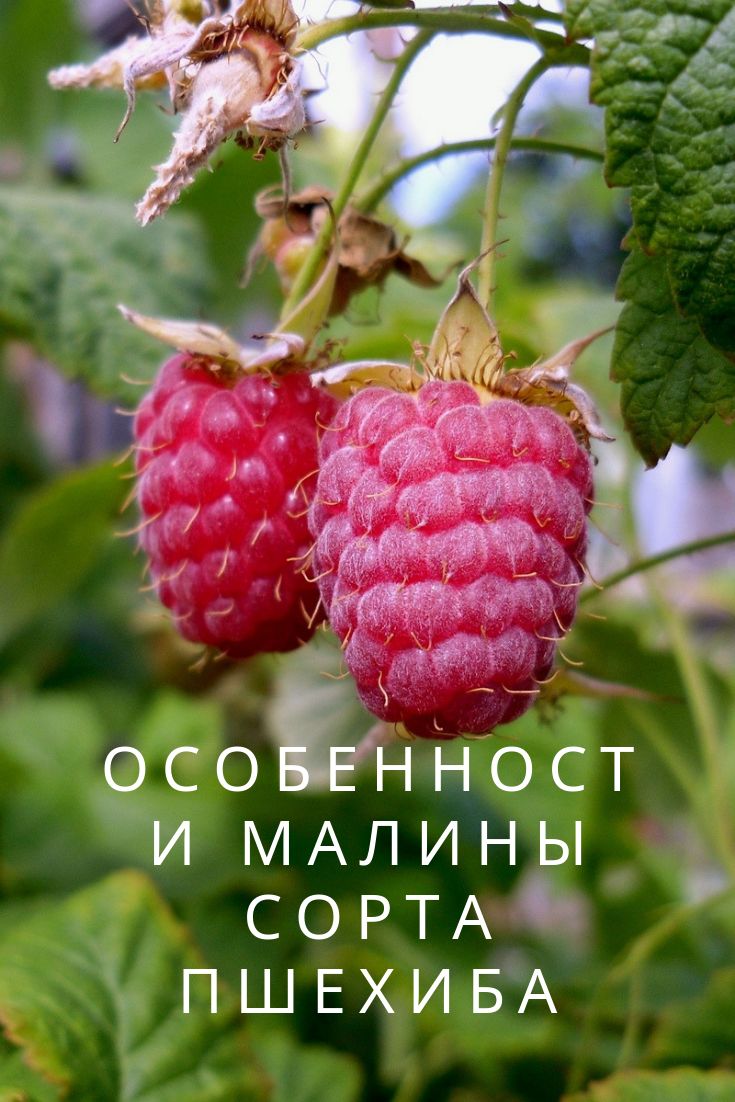 Пшехиба описание сорта фото отзывы садоводов Особенности малины сорта Пшехиба Сад, Малина, Садовый пруд фонтан