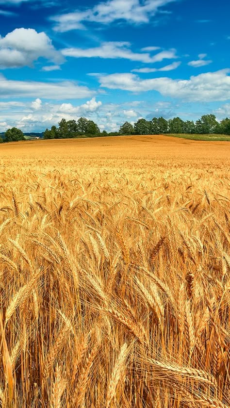 Пшеничное поле фото Top 10 wheat field background ideas and inspiration