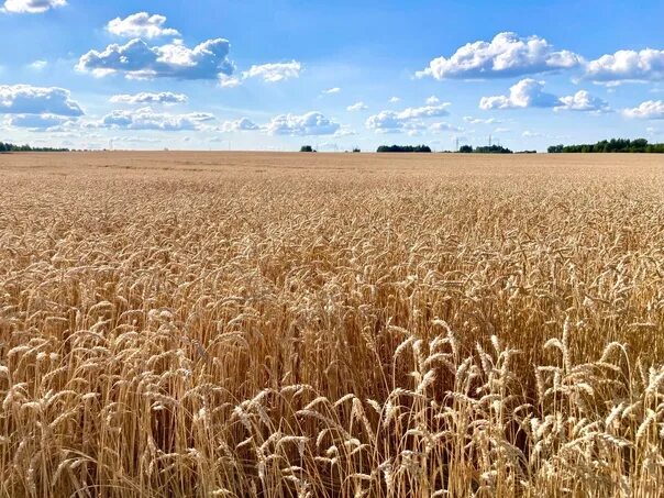 Пшеничное поле фото красивое A wheat field in the wild. Lovely near ❤ 2023 Это Дмитров, детка! VK