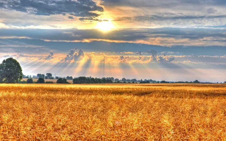 Пшеничное поле осенью фото wheat field Natura, Einstein