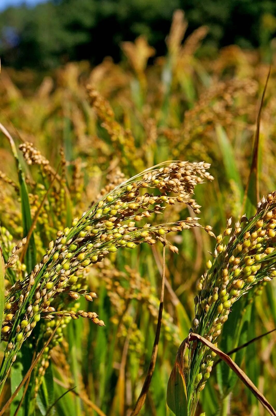 Пшенка как выглядит растение Millet Nutrition, Health Benefits, & Uses Britannica