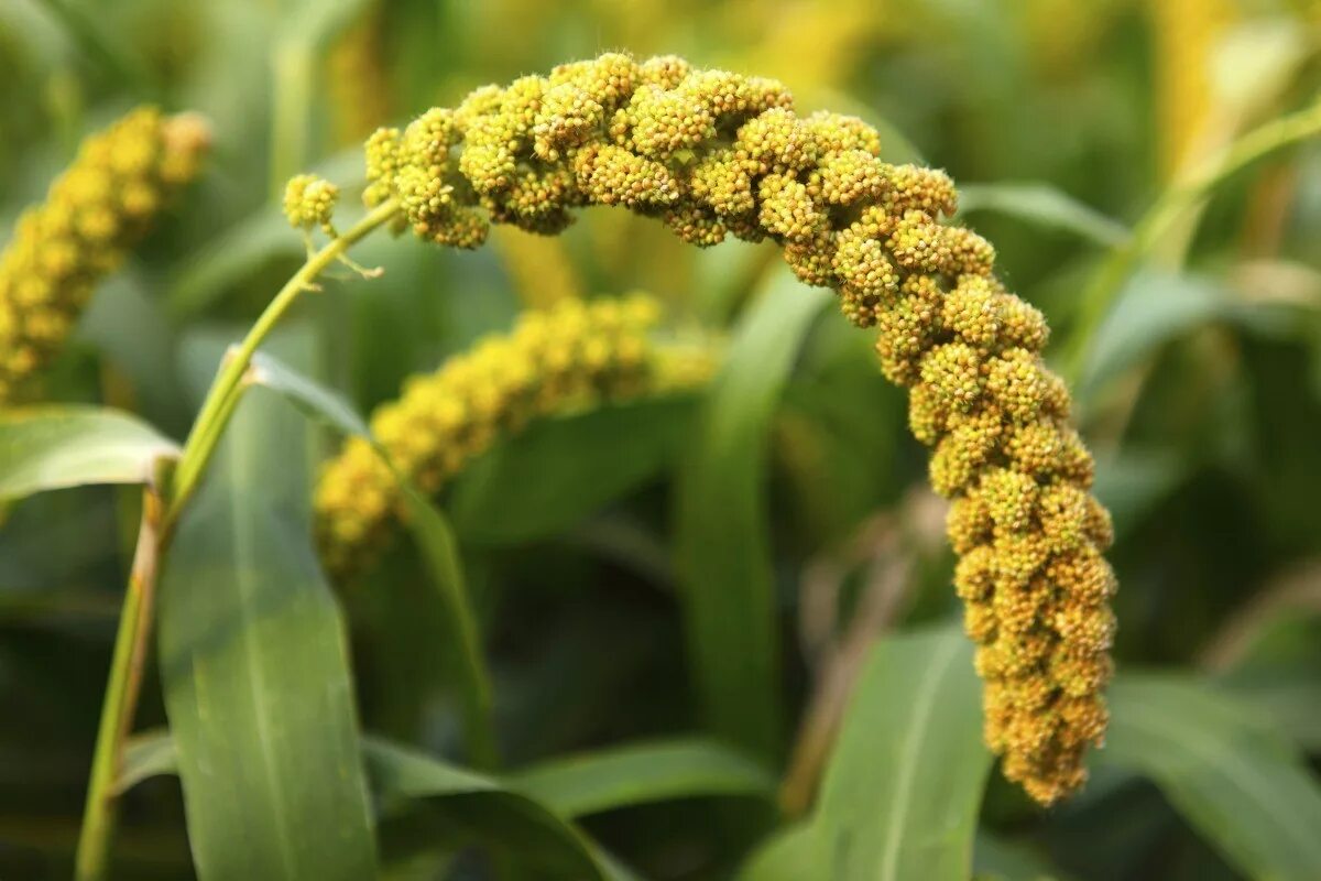 Пшенка как выглядит растение Growing Millet for Birdseed? ThriftyFun