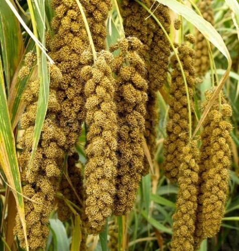 Пшенка как выглядит растение Foxtail Millet Ornamental Grass (Setaria Italica Macrocheata) Seeds 50+ seeds eB