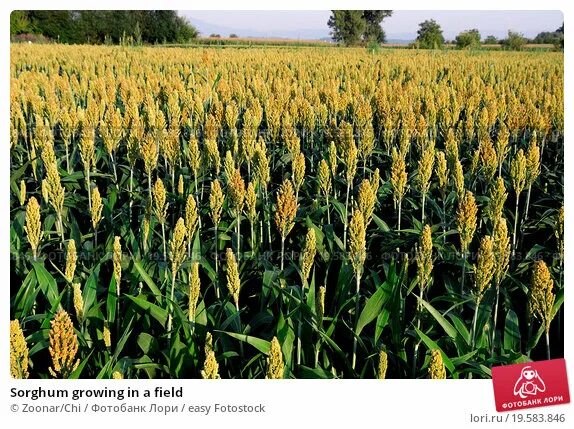 Пшенка как выглядит растение Sorghum growing in a field. Стоковое фото № 19583846, фотограф Zoonar/Chi / easy