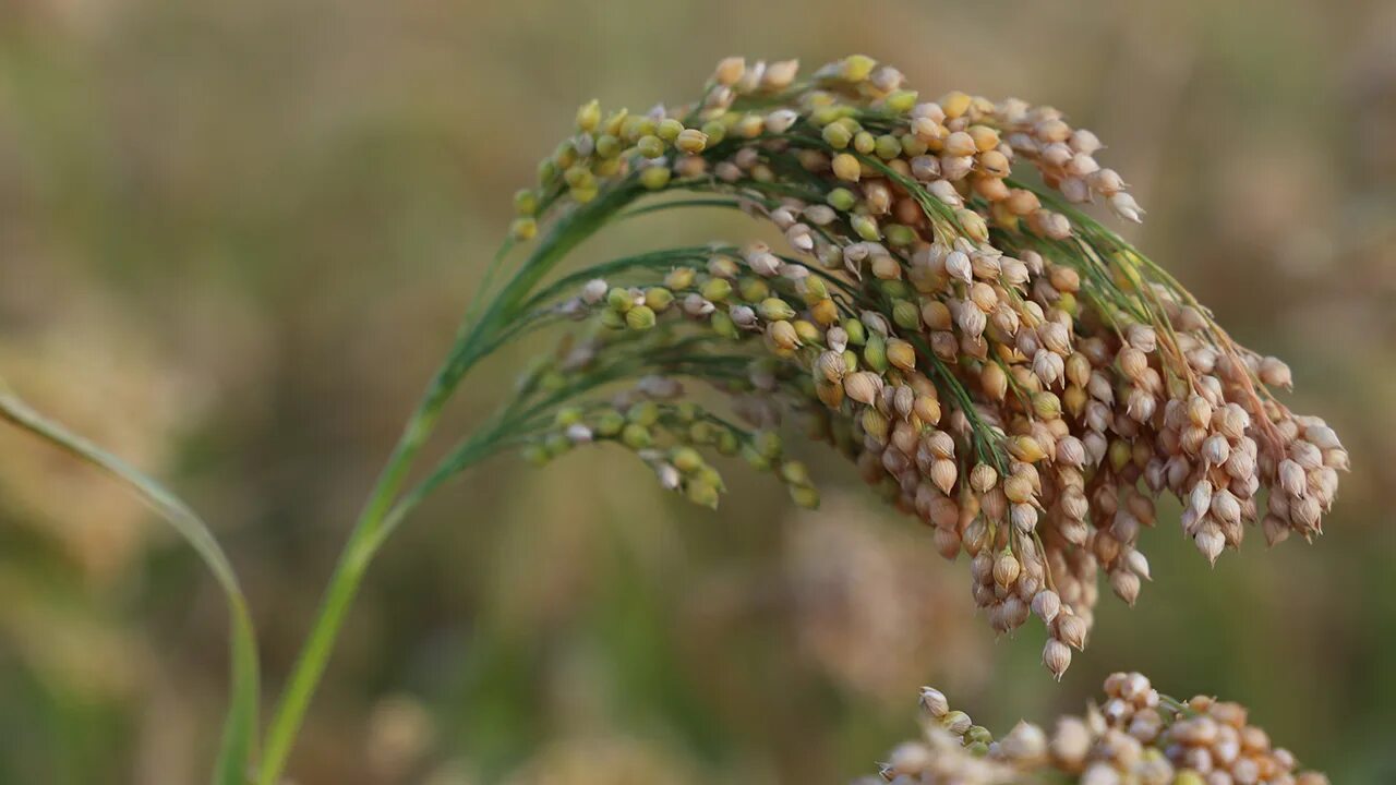 Пшено фото растение как выглядит Millet (cropped) - Alliance for Science