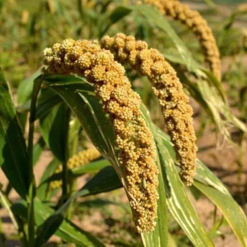 Пшено фото растение как выглядит Foxtail Millet Hylander Ornamental Grass Seeds Setaria Etsy