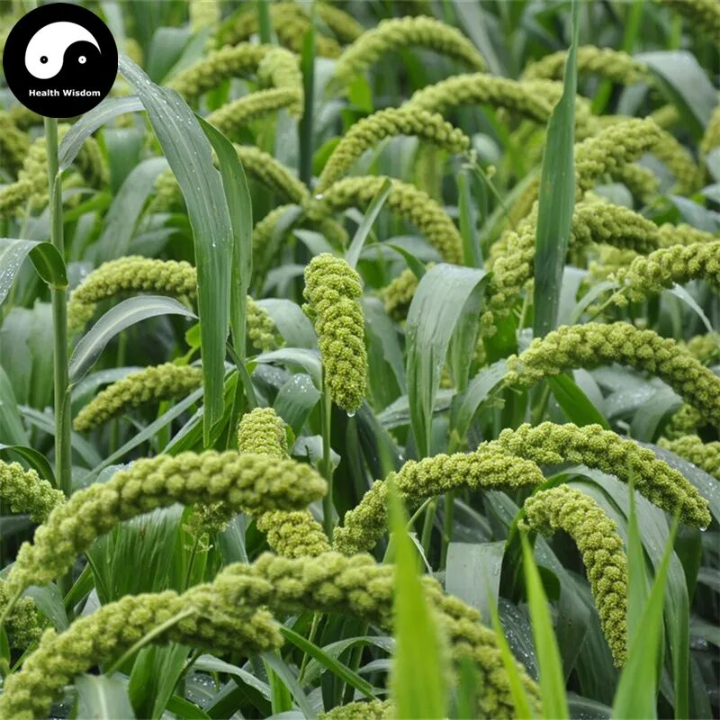 Пшено фото растение как выглядит Buy Millet Semente 300pcs Plant Chinese Herb Food Millet For Grain Millet - buy 