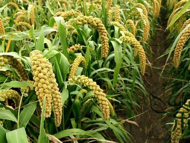 Millet stock photo. Image of ripe, protein, yellow, grain - 15858094