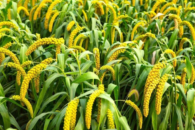 Пшено фото растение как выглядит Millet stock photo. Image of ripe, protein, yellow, grain - 15858094