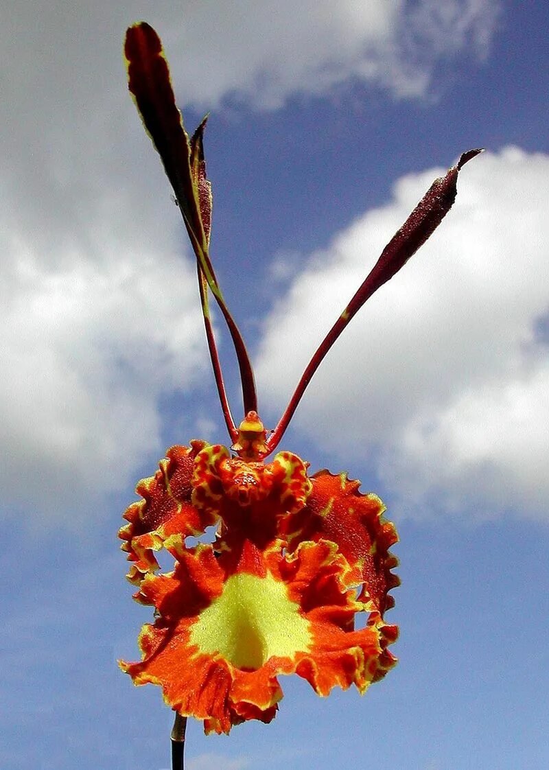 Психопсис орхидея фото Psychopsis - Wikipedia tiếng Việt