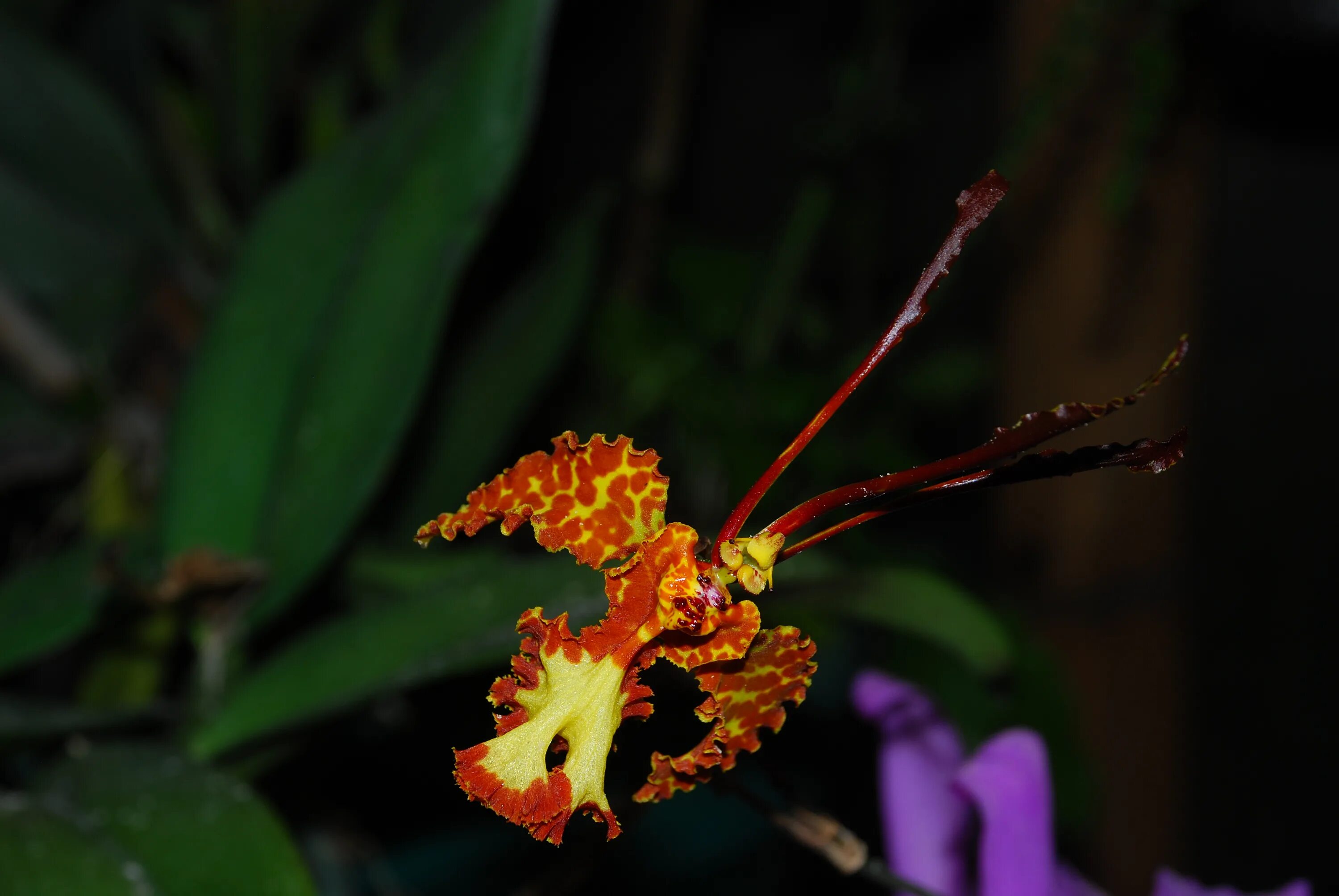 Психопсис орхидея фото File:Psychopsis krameliana.jpg - Wikimedia Commons