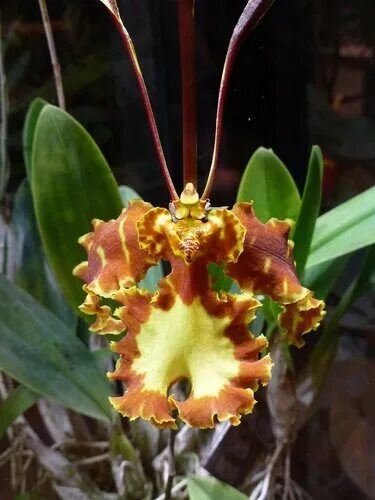 Психопсис орхидея фото Орхидея Психопсис (Psychopsis) - Фотоклубы России Фотоклубы.рф Photoclubs.ru