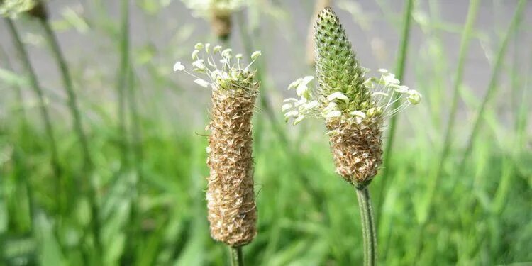 Псиллиум как выглядит растение A Complete Overview Of Isabgol (Psyllium Husk) - Ayur Health Tips Herbs, The hus