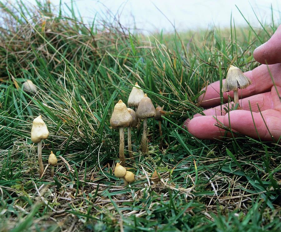 Псилоцибиновые грибы фото Magic Mushrooms #3 Photograph by Science Photo Library - Fine Art America