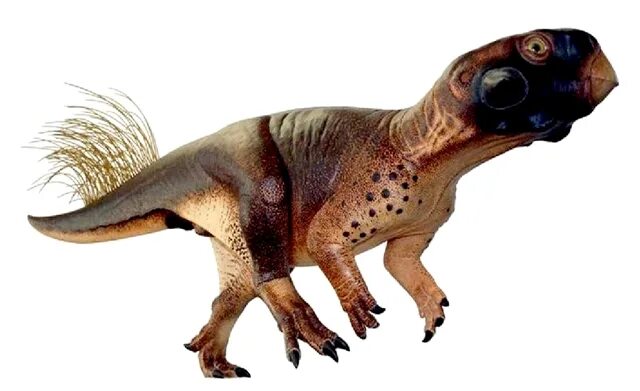 Пситтакозавр сибирский фото Psittacosaurus Dinopedia Fandom