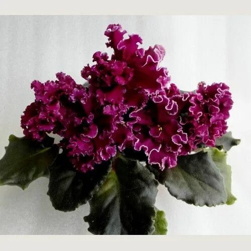 Пт благородное вино фиалка фото и описание Pin on фиалки African violets, Flowers, Garden