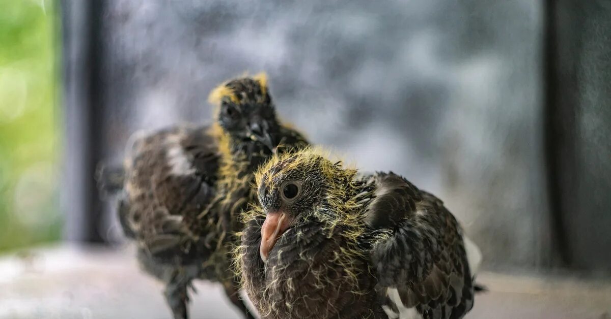 Птенец голубя фото маленького Голубиные дети Пикабу