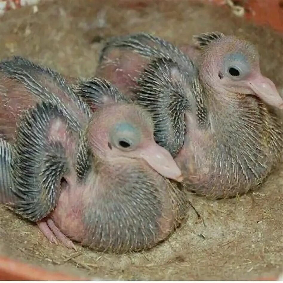 Птенец голубя фото маленького Adorable Baby Pigeon Photos and Facts