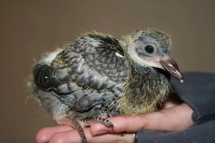 Птенец голубя фото маленького Think about it: you never see baby pigeons, do you? I am now on a mission to fin