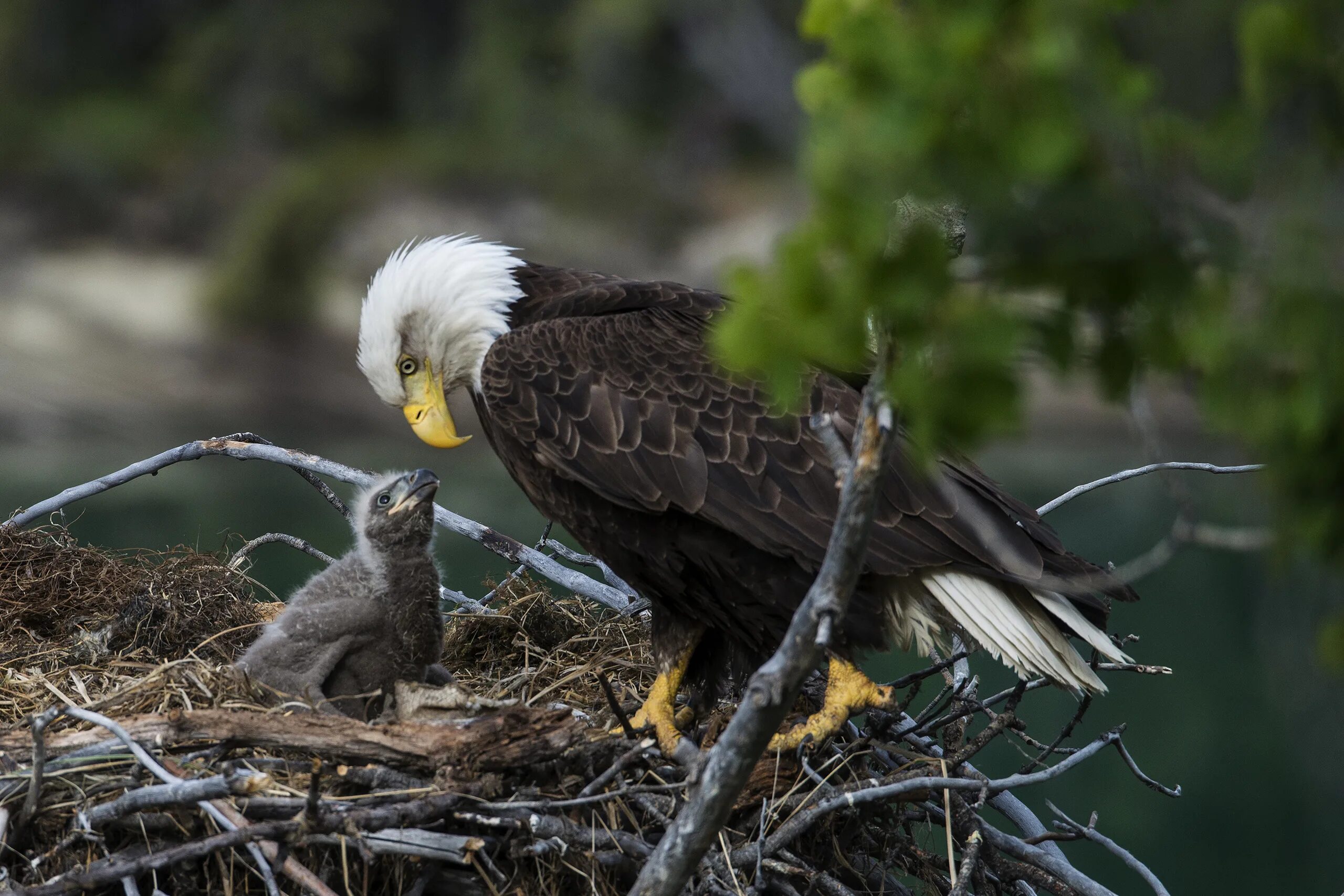 Птенец орла фото Bald Eagles Feed Cat to Eaglets on Cam: Video TIME